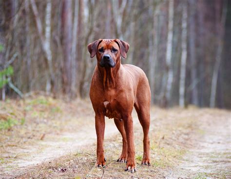 Breed Profile Rhodesian Ridgeback Gilbertson And Page