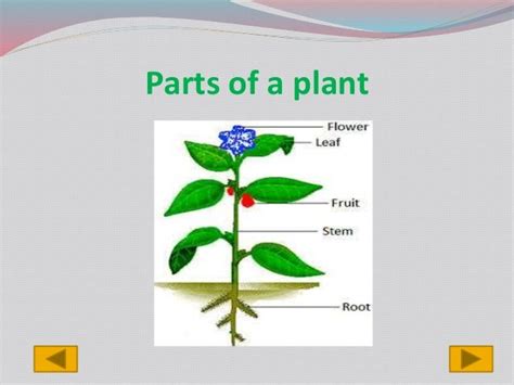 Plants Powerpoint