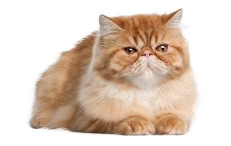 Share the best gifs now >>>. Persian Cat Breed Information, Pictures, Characteristics ...