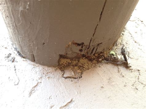 Free Pest And Termite Inspections Since 1947