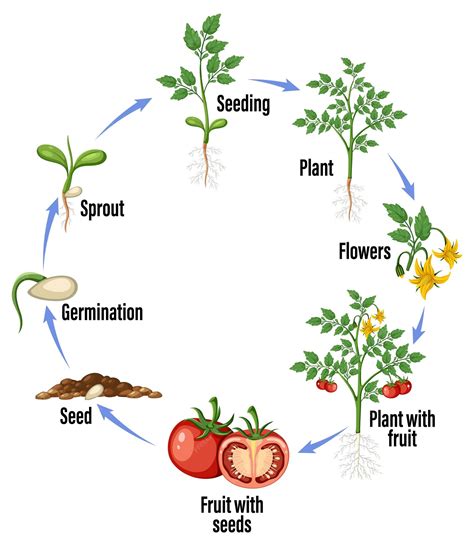 Premium Vector Life Cycle Of A Tomato Plant Diagram