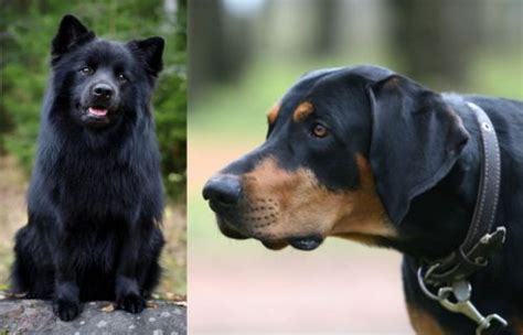 Swedish Lapphund Vs Lithuanian Hound Breed Comparison