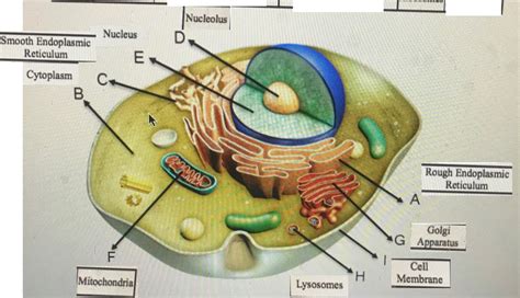 Inside a cell, interactive cell diagram from university of utah. 31 Identify And Label Each Part Of This Eukaryotic Cell ...