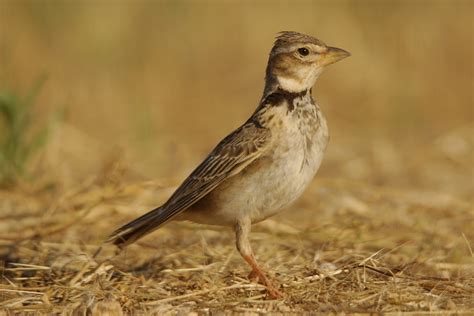 Pasión Por Las Aves Calandria Comúnmelanocorypha Calandra