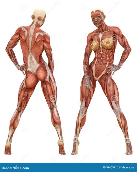 Female Human Muscles Diagram Female Anatomy And Muscles Body Without Images The Best Porn Website