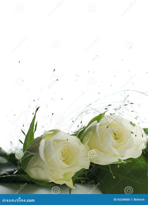 Two White Roses Stock Photo Image Of Bouquet Engagement 6534060