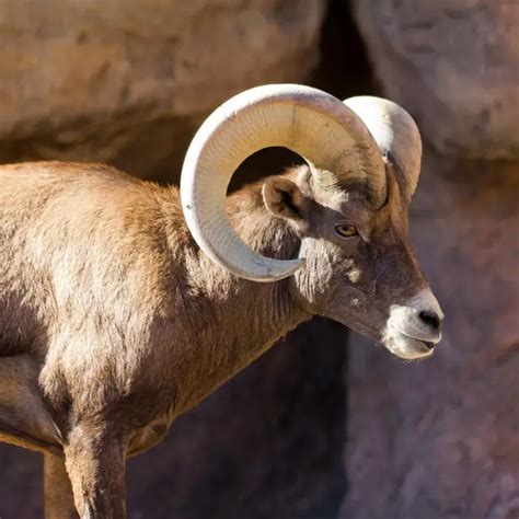 Nevada State Animal Desert Bighorn Sheep