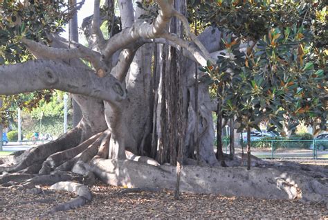 Bcxnews Moreton Bay Fig Tree Balboa Park