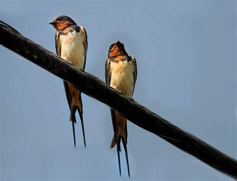 Hirundo Rustica Golondrina Común Guía De Aves En Waste Magazine