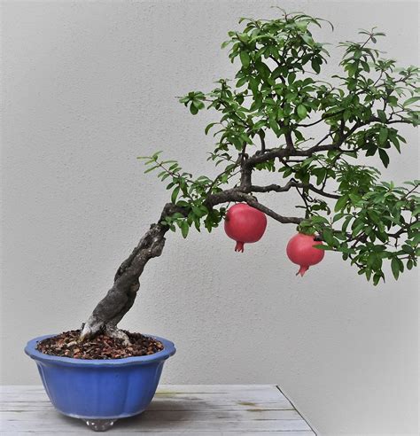 Pomegranate Bonsai Tree November 8 2011 Longwood Gardens Flickr