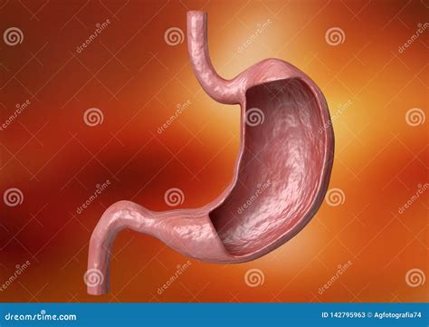 Internal Structure And Anatomy Of The Human Stomach Organ Of The