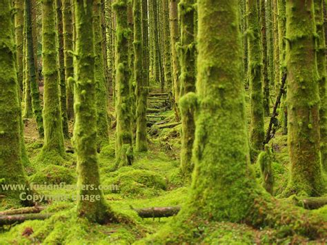 Moss Forest Near Loch Awe In The North Of Scotland A Chance Discovery