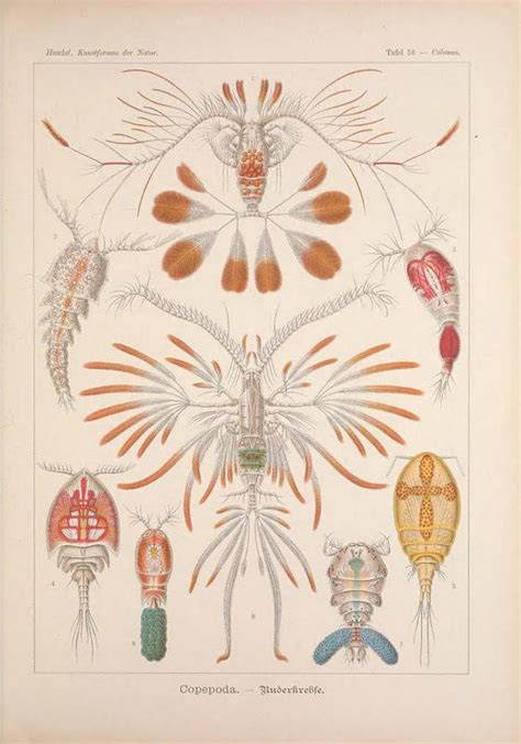 Art Forms In Nature Marine Species From Ernst Haeckel Smithsonian Ocean