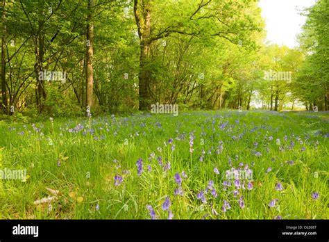 Bluebells In Woodland Clearing Stock Photo Alamy