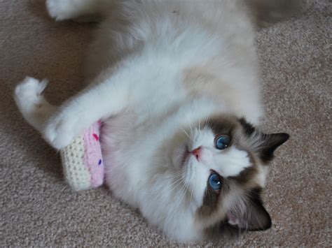 Beautiful ragamese (ragdoll/siamese) kittens rbaird1078. ragdolls, ragdoll, essex, ontario, cats, kittens ...