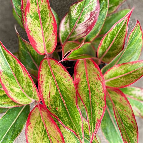 It makes a regal accent to any room where there is medium to bright. Aglaonema Houseplants at City Floral Garden Center