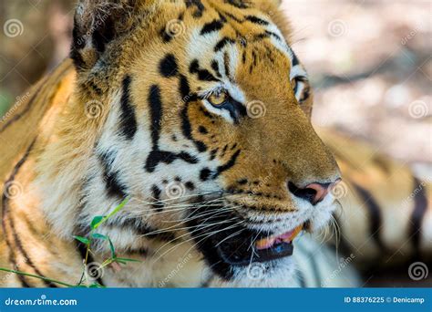 Tiger Roaming Wild Stock Image Image Of Background 88376225