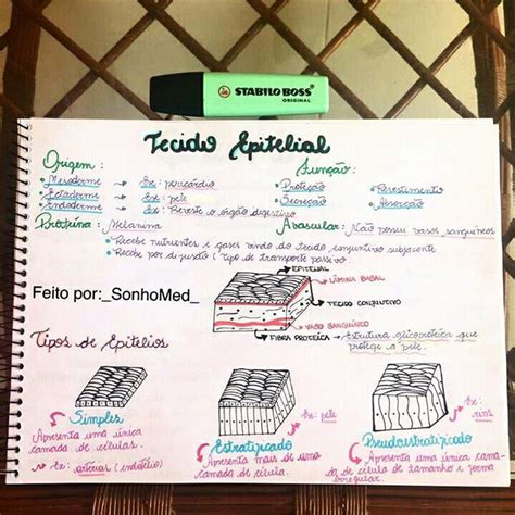 Mapa Metal De Biologia Tecido Epitelial Tecido Epitelial Tecido