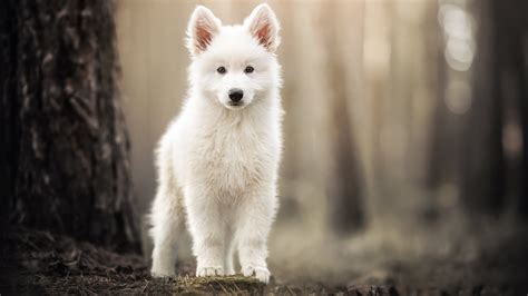 White Samoyed Dog Is Standing In Blur Forest Background 4k 5k Hd Dog