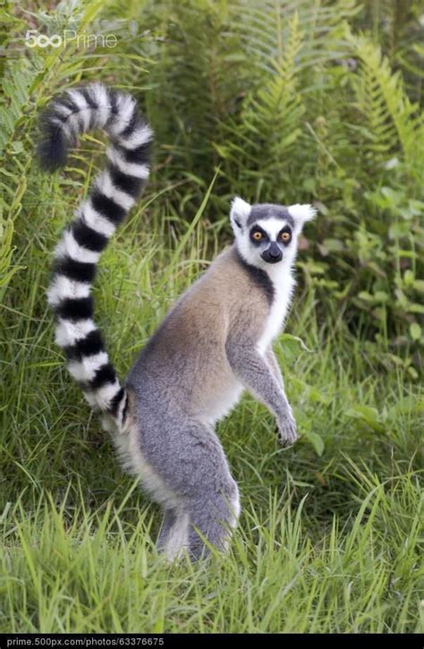 Madagascar Ring Tailed Lemur Stock Photo Lemur
