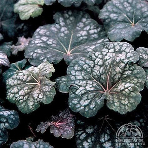 Plant Profile For Heuchera ‘velvet Night Fancy Leaf