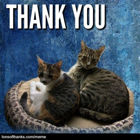 51 Nice Thank You Memes With Cats Thank You Memes Thank You Cat Meme Cats