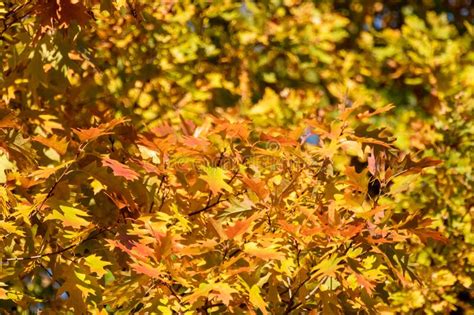 Autumn Bright Leaves On Oak Tree Branches Close Up Stock Photo Image