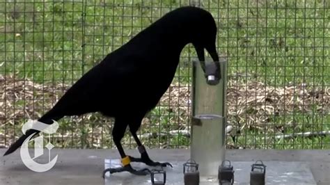 How Smart Are Crows Sciencetake The New York Times Youtube