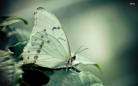 White Butterfly Wallpapers Top Free White Butterfly Backgrounds
