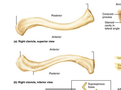 Right Clavicle Superior And Inferior View Diagram Quizlet