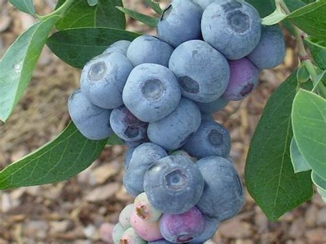 Titan Rabbiteye Blueberry Plant Isons Nursery And Vineyard