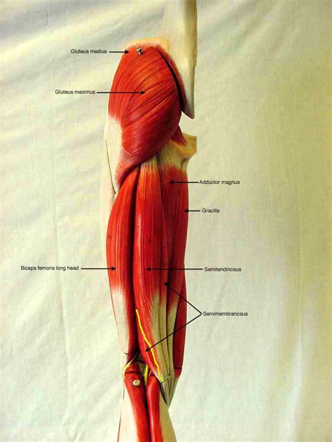 Upper Thigh Anatomy Gross Anatomy Of Lower Limb Front Of The Thigh