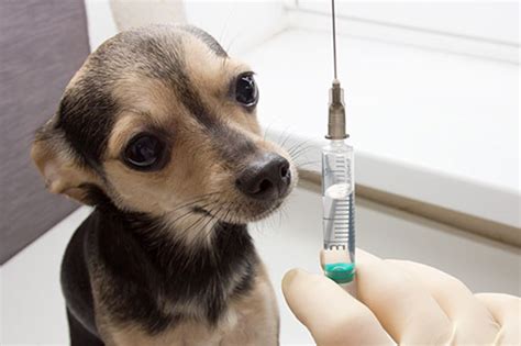 Puppy Vaccination | Protect Your Pets | Contact Santa Cruz Pet Clinic