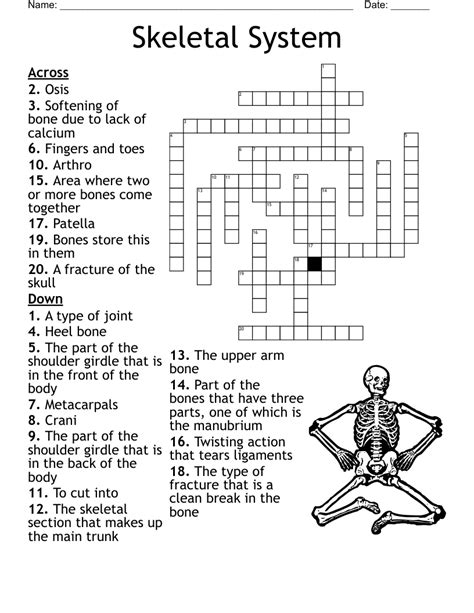 Skeletal System Crossword