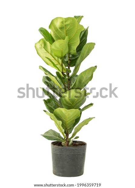 Ficus Pandurata Plant Pot Isolated White Stock Photo Edit Now 1996359719
