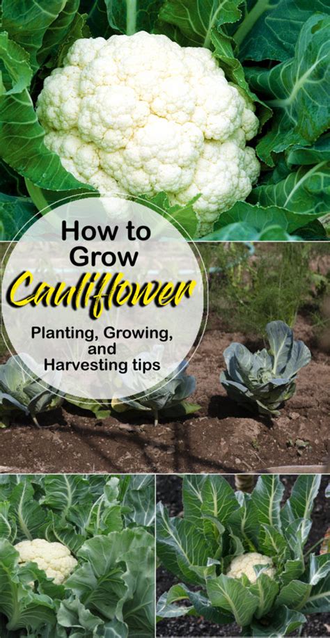 How To Grow Cauliflower Growing Cauliflower In