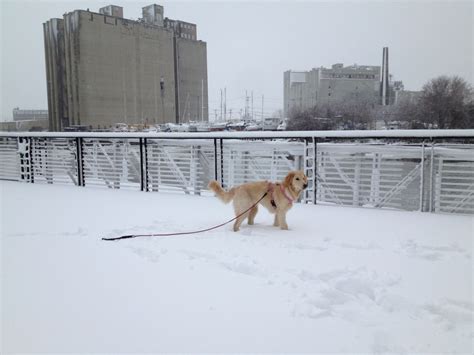 Puppies Frolic In The Snow Cnn