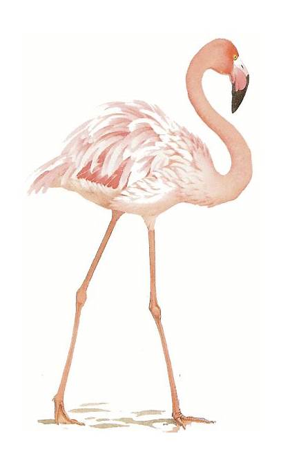 Rose Flamingo Flamant Dessin Animaux Gifs Flamand