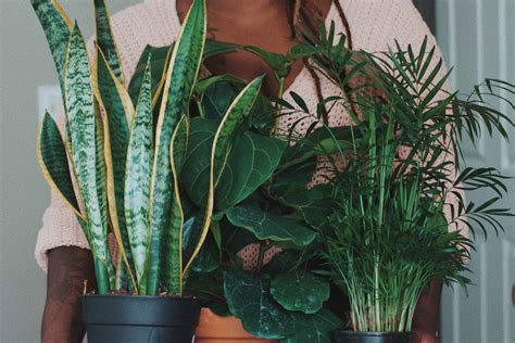 5 Best Houseplants For Low Light Spaces In Your Home Brightly