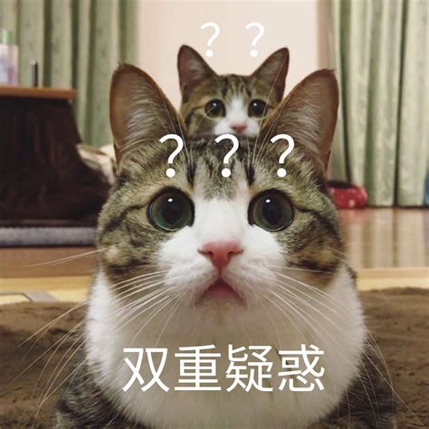 双重疑惑（猫咪问号表情包）猫咪问号疑惑双重表情 发表情