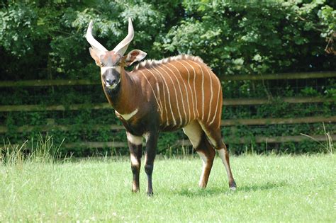 Eastern Bongo Fun Facts And Information For Kids