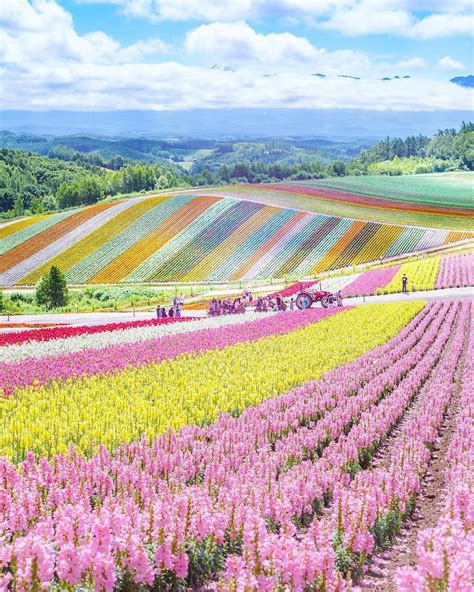 Flower Farm In Hokkaido Japan Rpics