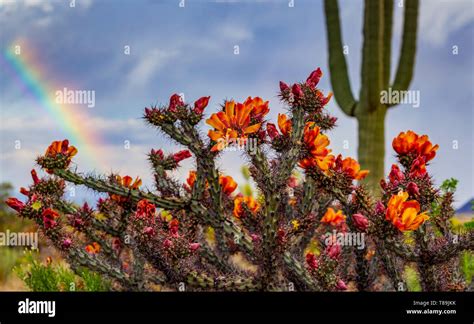 Springtime Cactus Blooming In The Arizona Desert With Rainbow In The