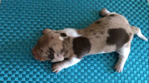 Due to their hunting instincts, miniature. AKC miniature dachshund puppies for sale - Texas Country ...