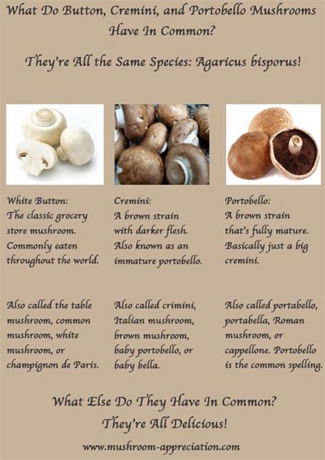 White Button Cremini And Portobello Mushrooms Are Agaricus Bisporus
