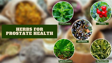 Top 5 Effective Herbs For Prostate Health Detailed Guide