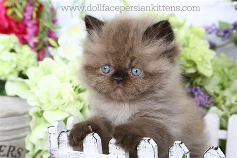 Hershey Ultra Rare Double Chocolate Point Himalayan Kittenultra Rare Persian Kittens For Sale