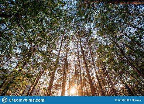 Forest Trees Nature Green Wood Sunlight Backgrounds Stock Image