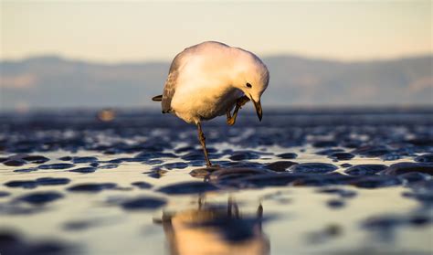 Sea Macro Animals Reflection Birds Wallpapers Hd