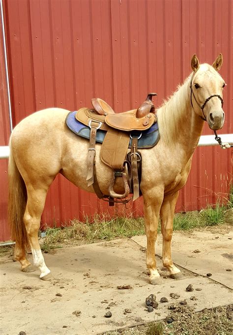 Horse has an indomitable spirit and is always moving toward a goal. Sweet 2 Year Old Palomino Quarter Horse Filly